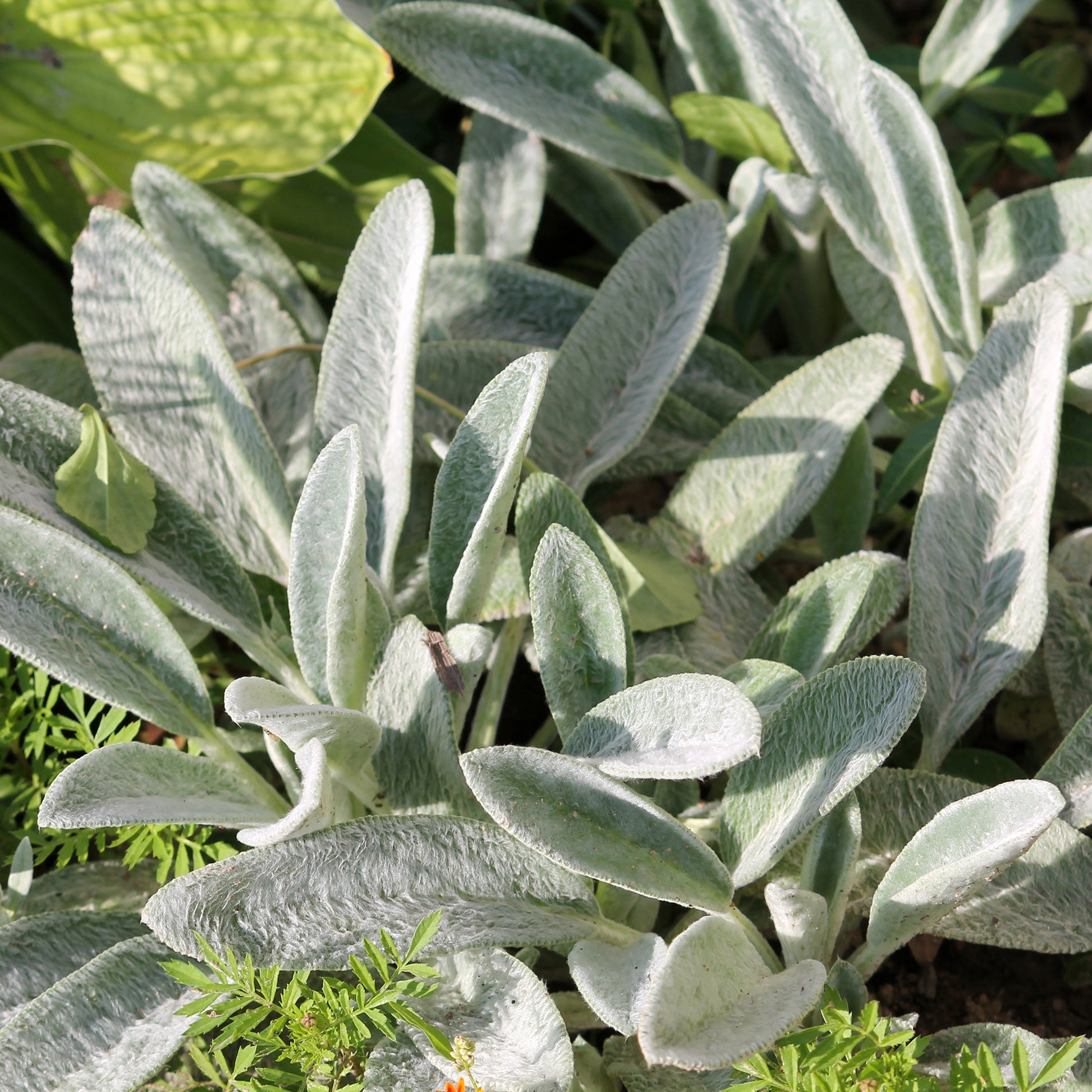 Byzantinischer Wollziest - Bakker