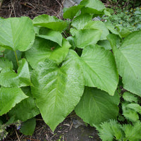 Orientalischer Rauling - Trachystemon orientalis - Bakker