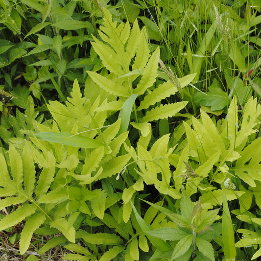 Empfindlicher Farn Empfindliche Nachtkerze - Bakker