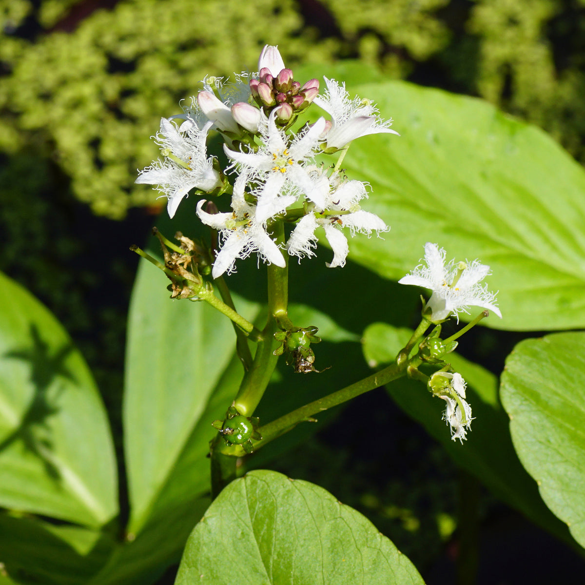 Wasserpflanzen - Fieberklee - Menyanthes trifoliata
