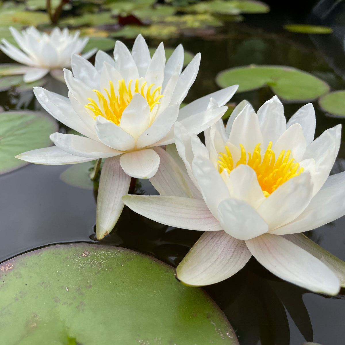 Seerosen - Weiße Seerose - Nymphaea alba