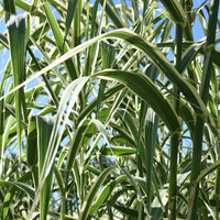 Phragmites australis variegatus - Phragmites australis Variegatus - Gräser
