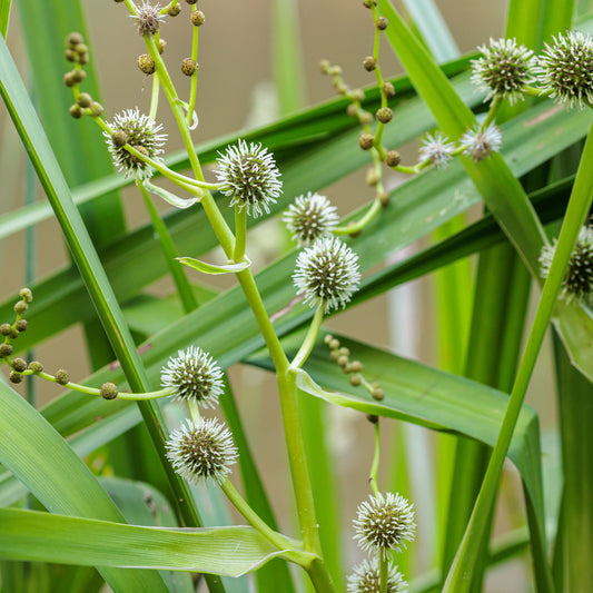 Wasserbändchen Aufgerichtetes Sparganier Aufgerichtetes Ribbonier - Bakker