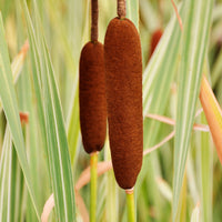 Schilfe - Rohrkolben Variegata - Typha latifolia variegata