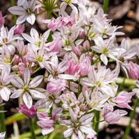 Allium-Zwiebeln - Allium Caméléon (x25) - Allium cameleon