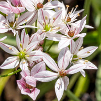 Verkauf Allium Caméléon (x25) - Allium cameleon
