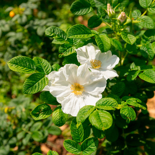 Weiße Apfelrose Alba - Bakker