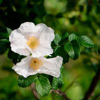 Rosa rugosa alba - Weiße Apfelrose Alba - Rosen