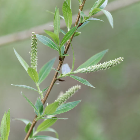 Mandel-Weide - Salix triandra - Gartenpflanzen