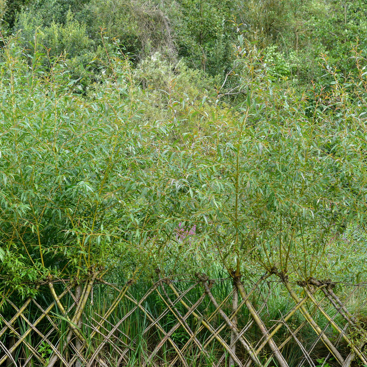 Braune Weide (Salix triandra) - Bakker