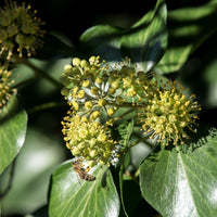 Hedera helix arborescens - Strauch-Efeu - Kletter-Efeu - Hedera