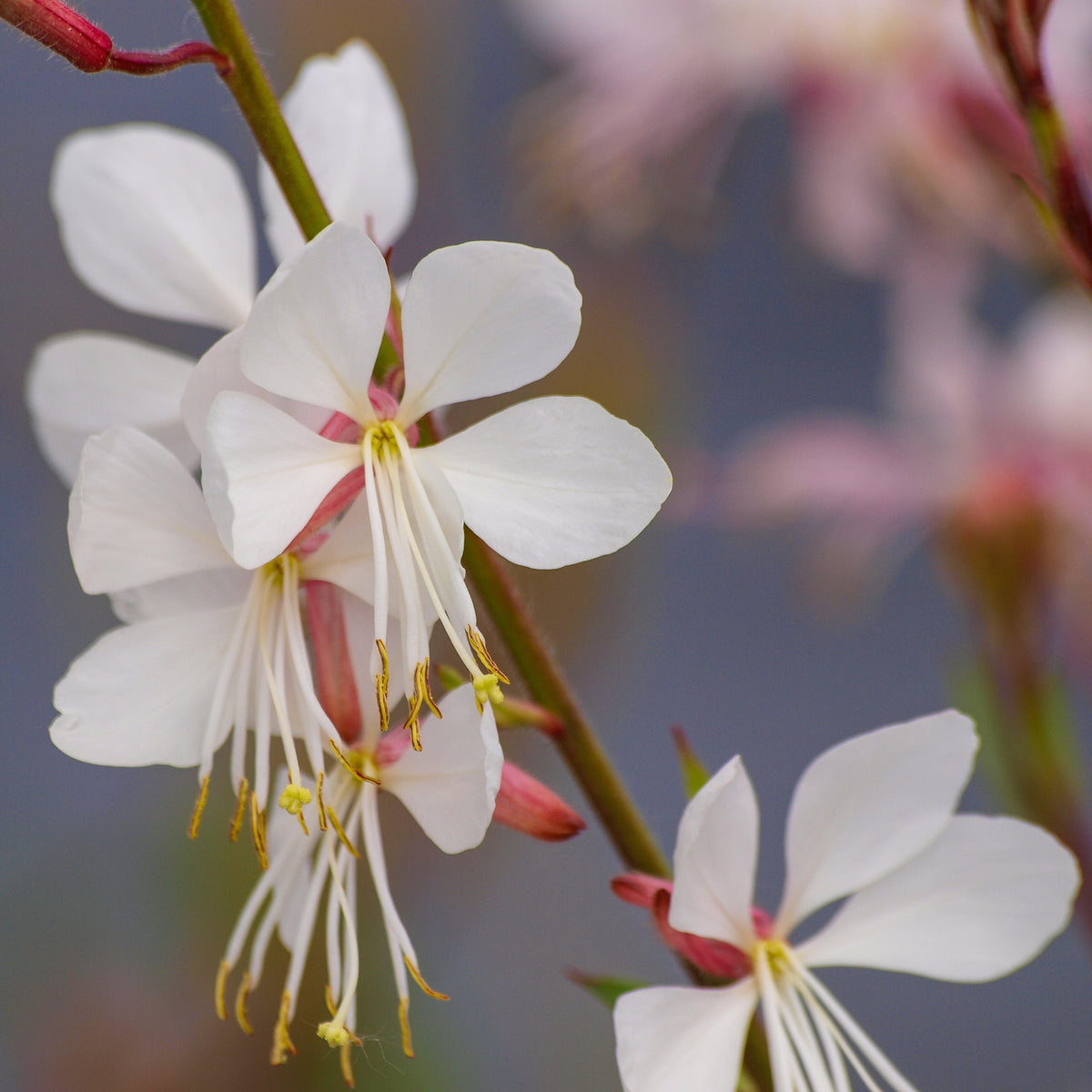 Verkauf Prachtkerze 'Corrie's Gold' - Gaura lindheimeri Corrie's Gold