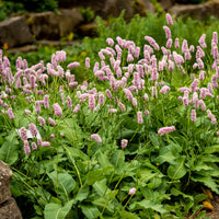 Knöterich Superba - Persicaria bistorta Superba - Bakker