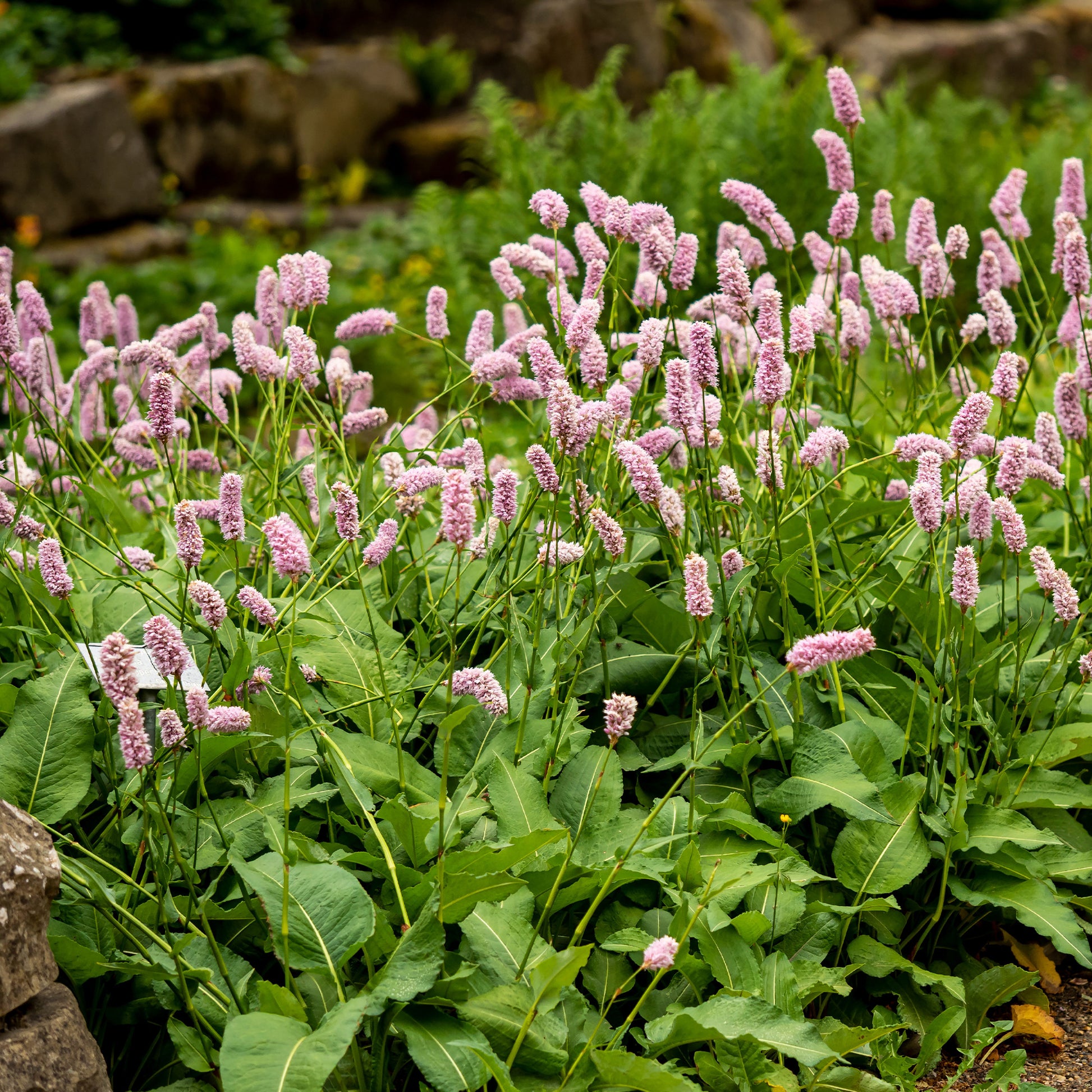 Knöterich Superba - Persicaria bistorta Superba - Bakker