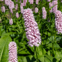 Persicaria bistorta Superba - Knöterich Superba - Stauden