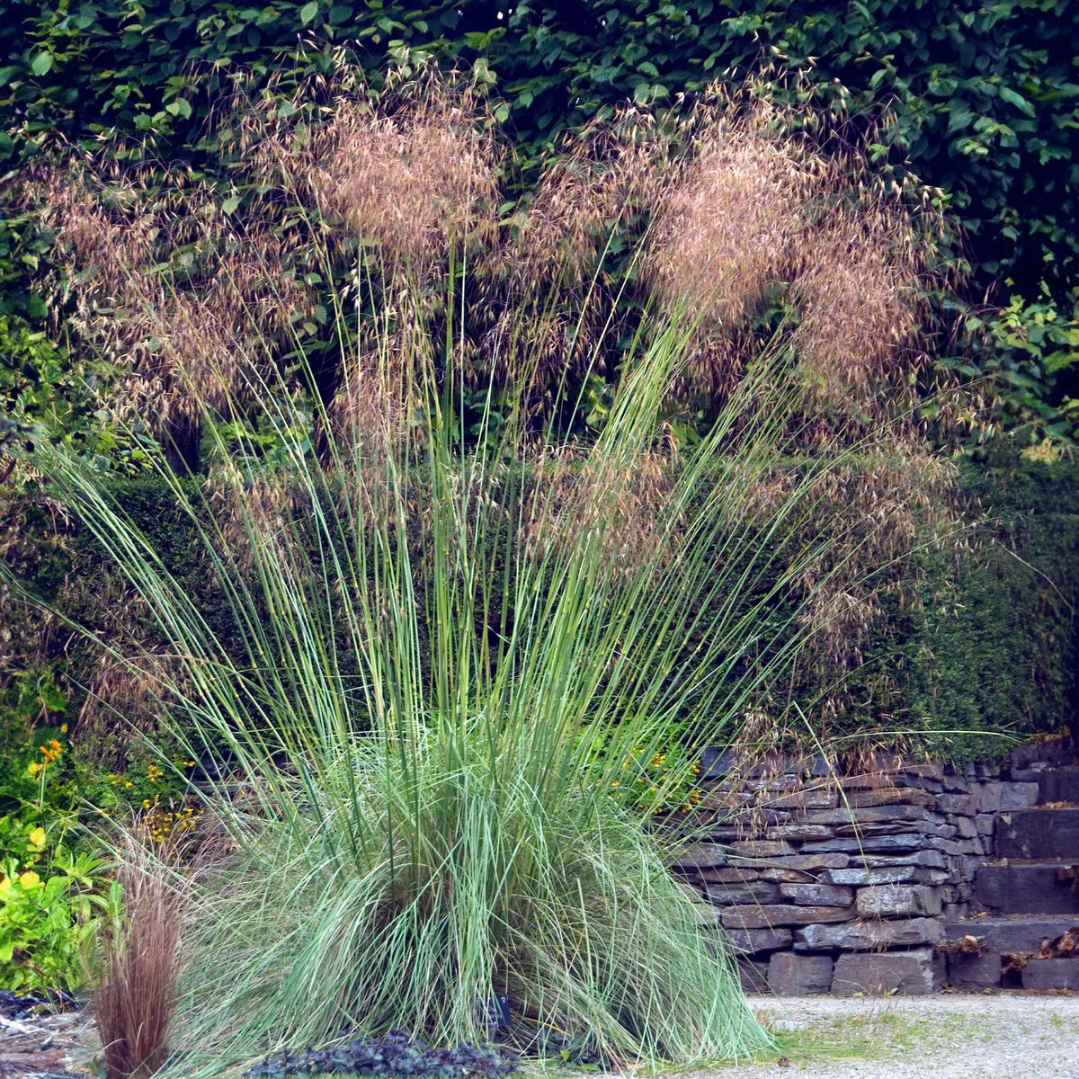 5 Stauden für ein naturnahes Beet - Stipa gigantea, Pennisetum alopecuroides,Rudbeckia fulgida,Achillea millefolium,Persicaria amplexicaulis  - Bakker