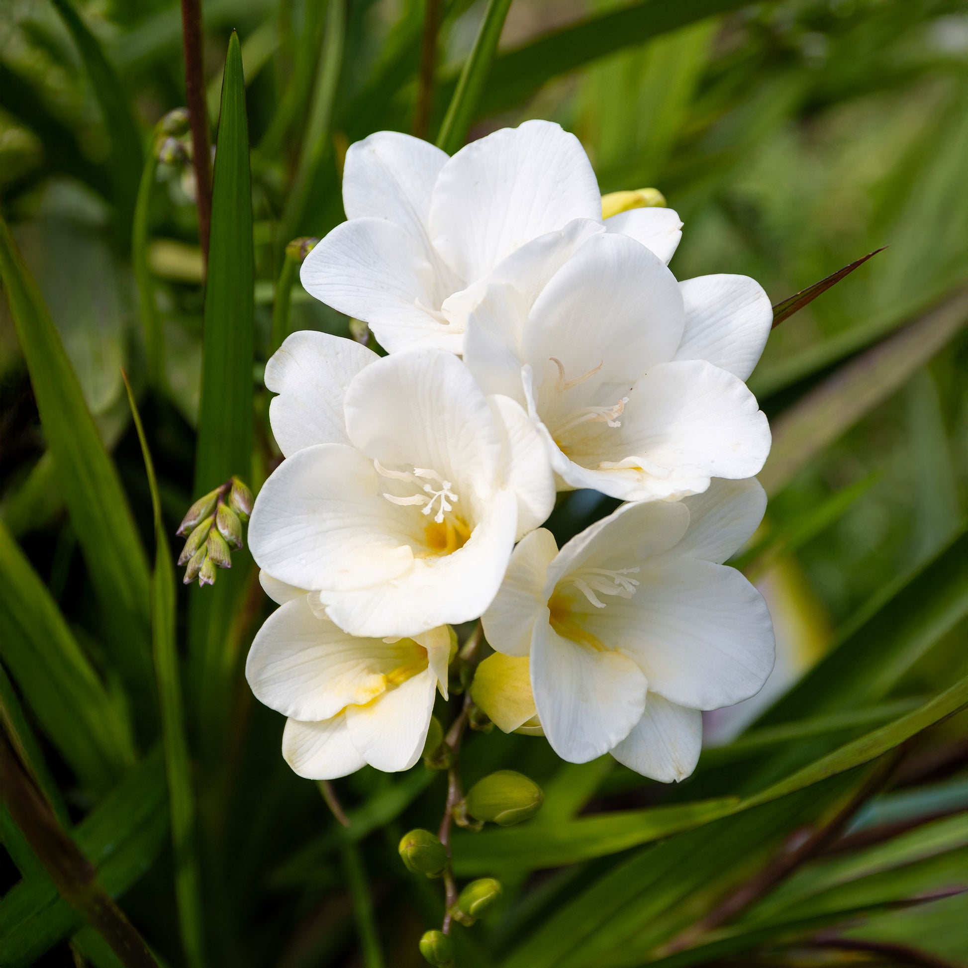 Freesia 'white' - Freesie (einfach) - Weiß - Freesien-Zwiebeln