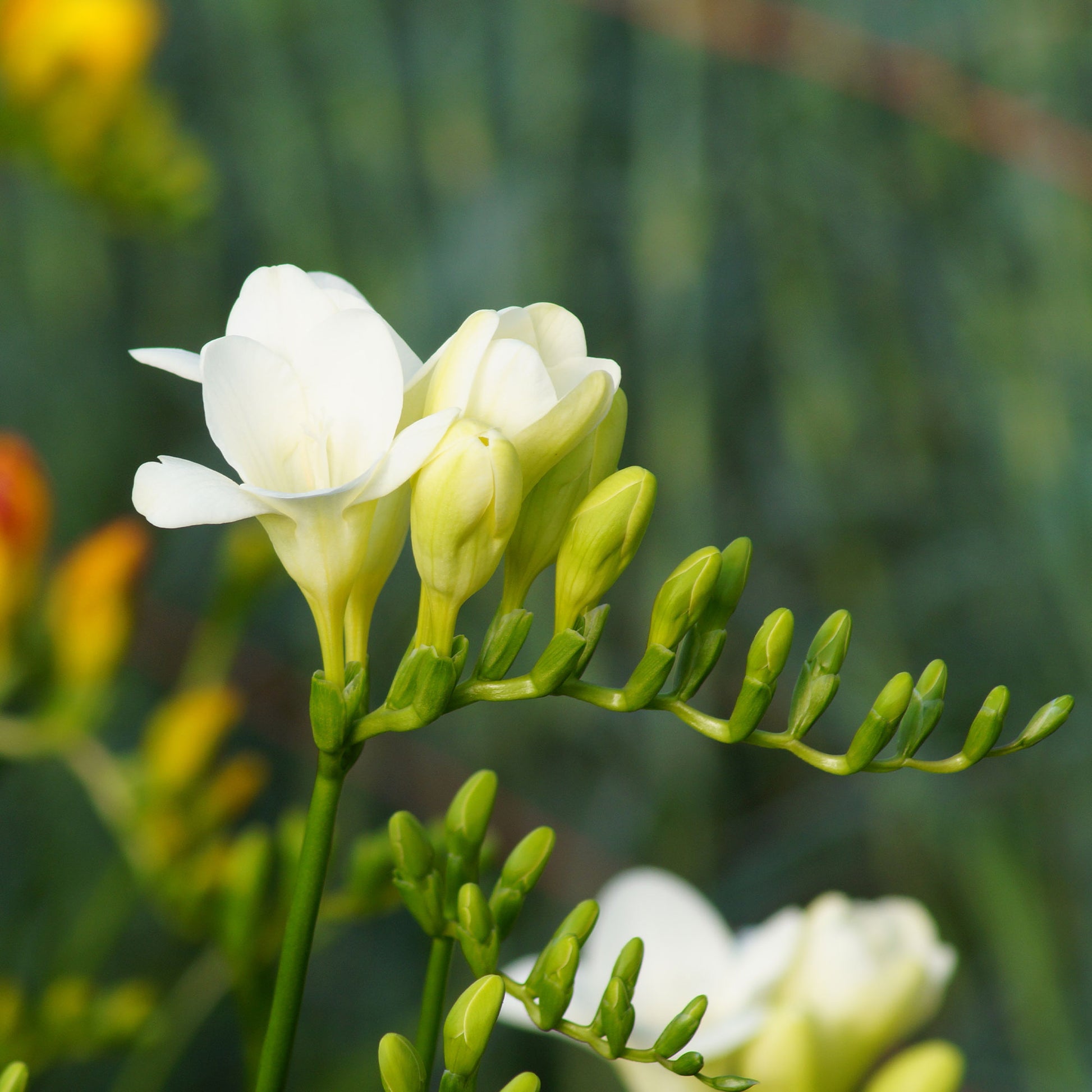 Freesie (einfach) - Weiß - Freesia 'white' - Bakker