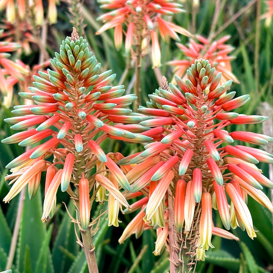 Aloe Safari Sunrise