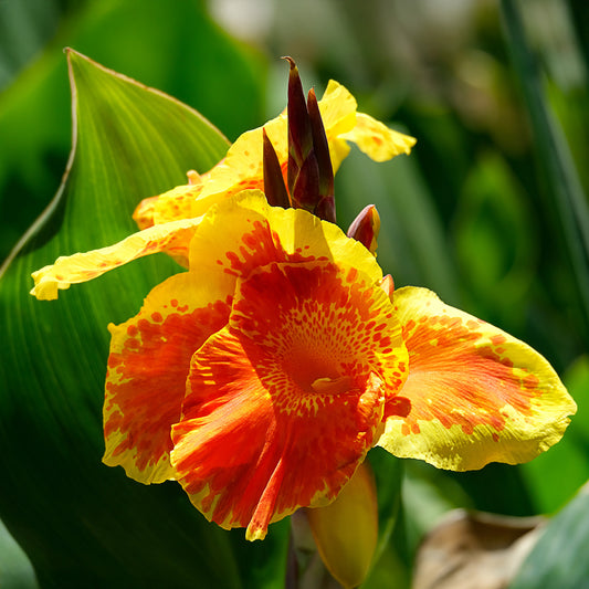 Blumenrohr Tropicanna Gold - Bakker