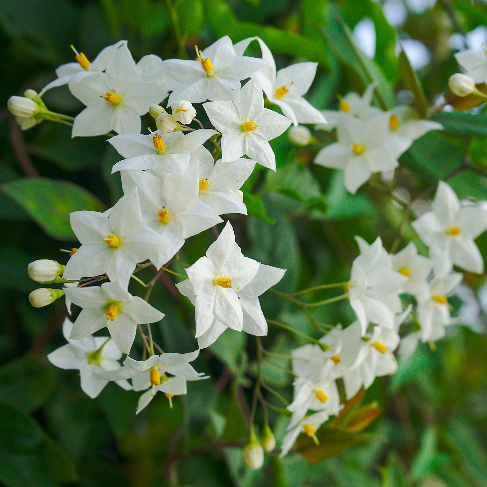 Sommerjasmin Morelle - Solanum jasminoides - Gartenpflanzen