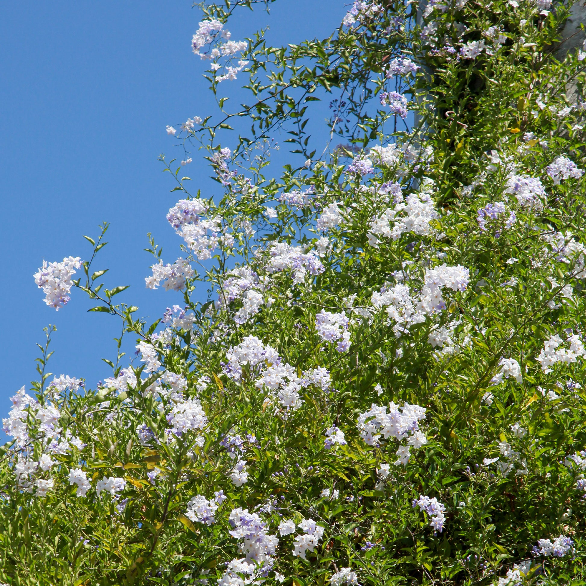 Sommerjasmin Morelle - Solanum jasminoides - Gartenpflanzen