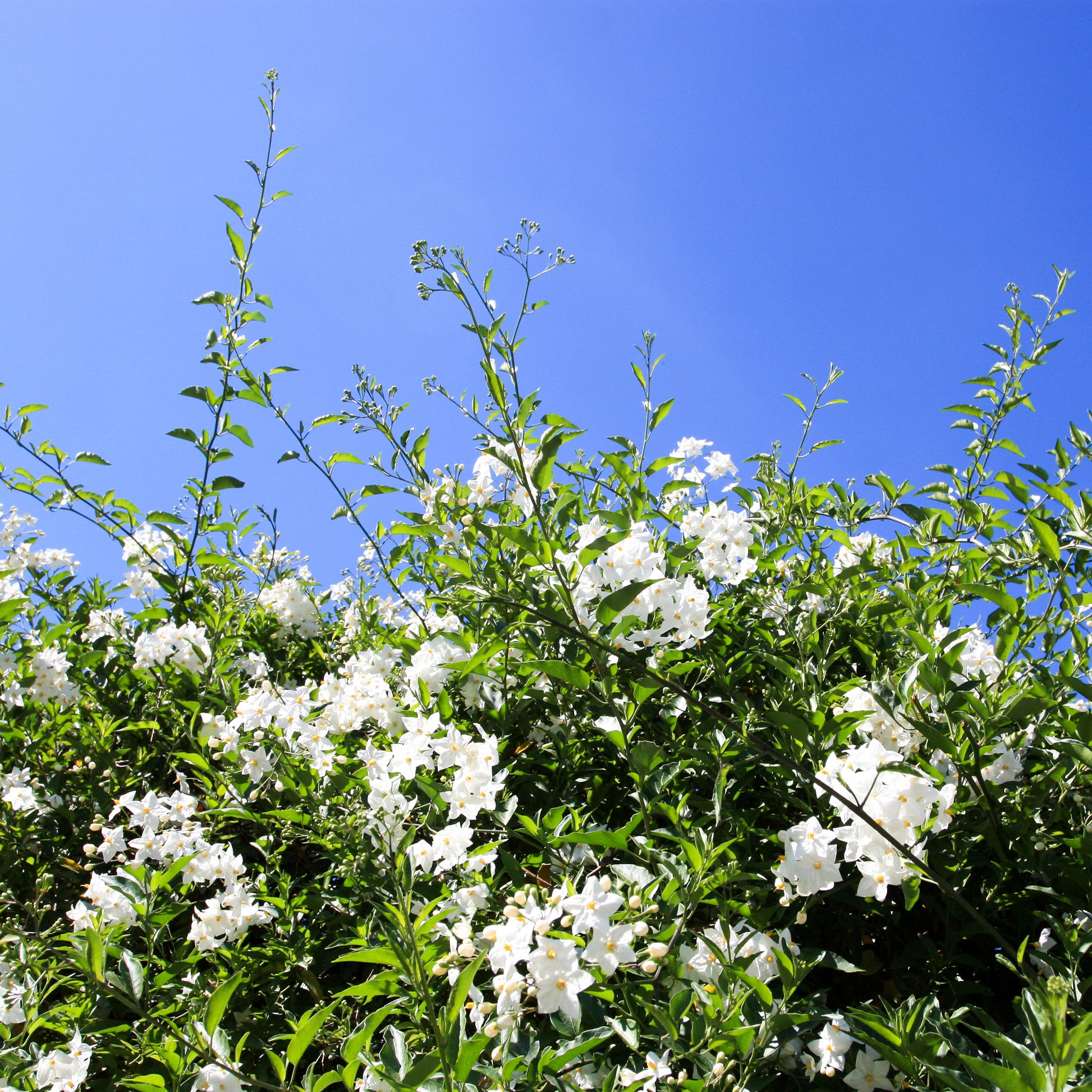 Sommerjasmin Morelle - Solanum jasminoides - Gartenpflanzen