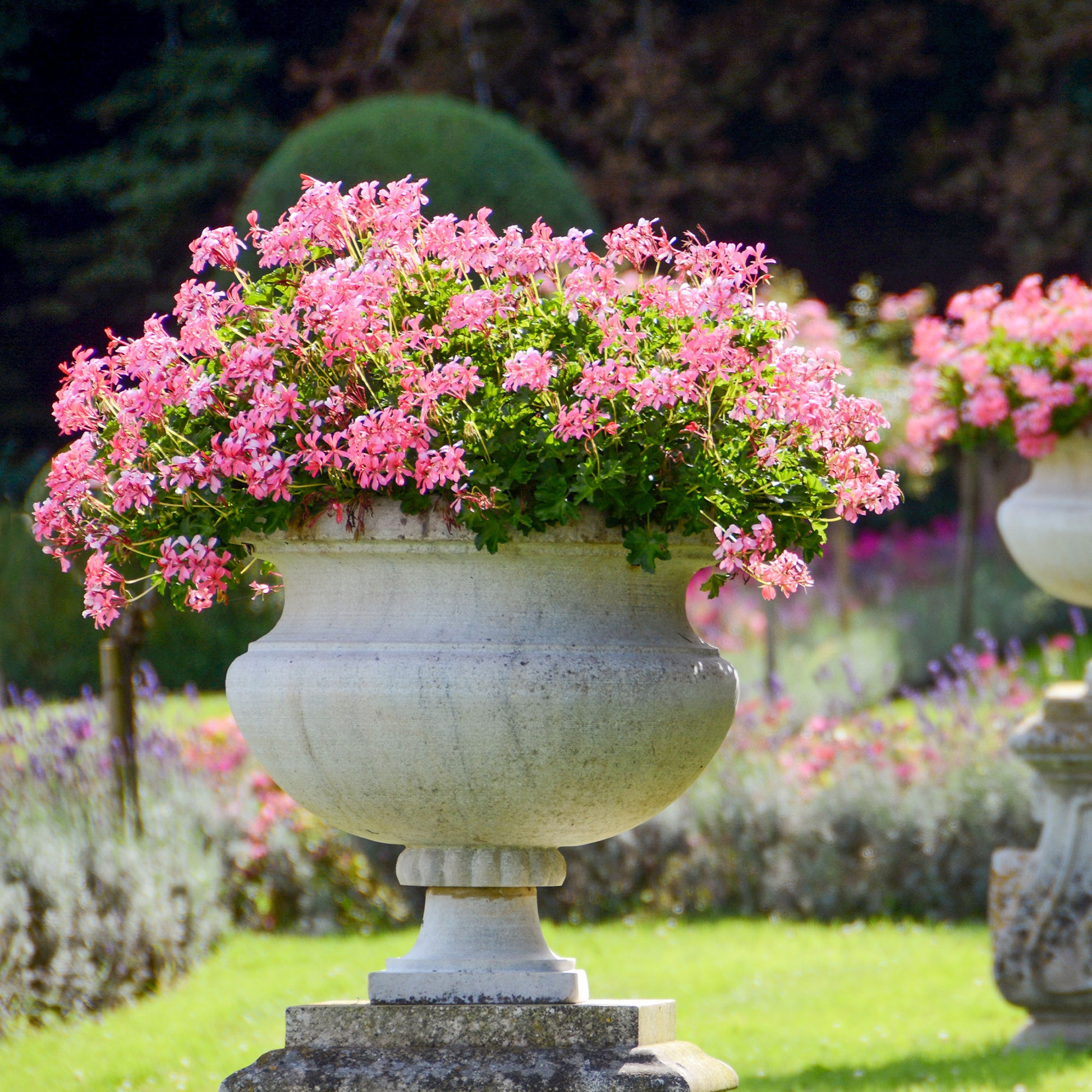 Hängegeranie rosa - Pelargonium peltatum - Bakker
