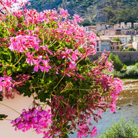 Verkauf Hängegeranie rosa - Pelargonium peltatum