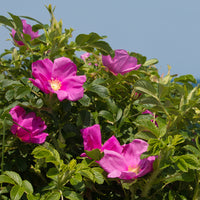 Verkauf Kartoffelrose ‘Rubra’