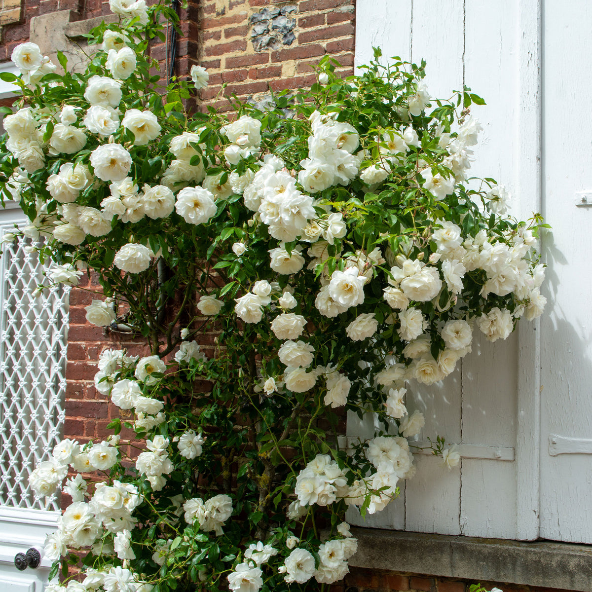 Kletterrose weiß - Bakker