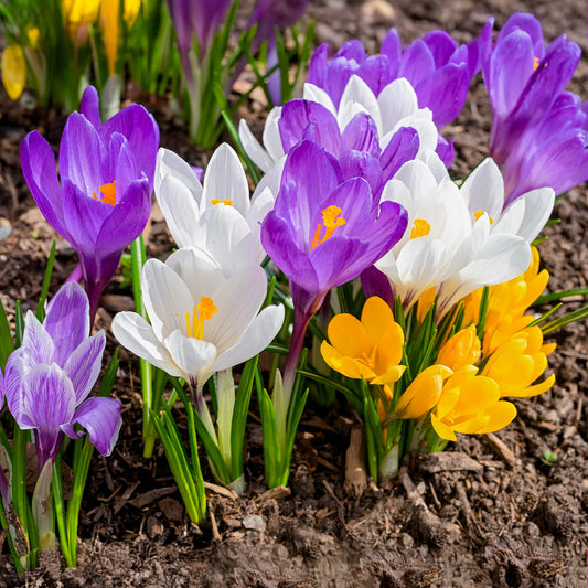 100 Gemischte Krokusse mit großen Blüten