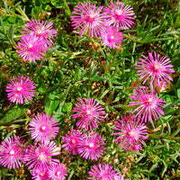 Delosperma cooperi - Stauden Mittagsblume - 