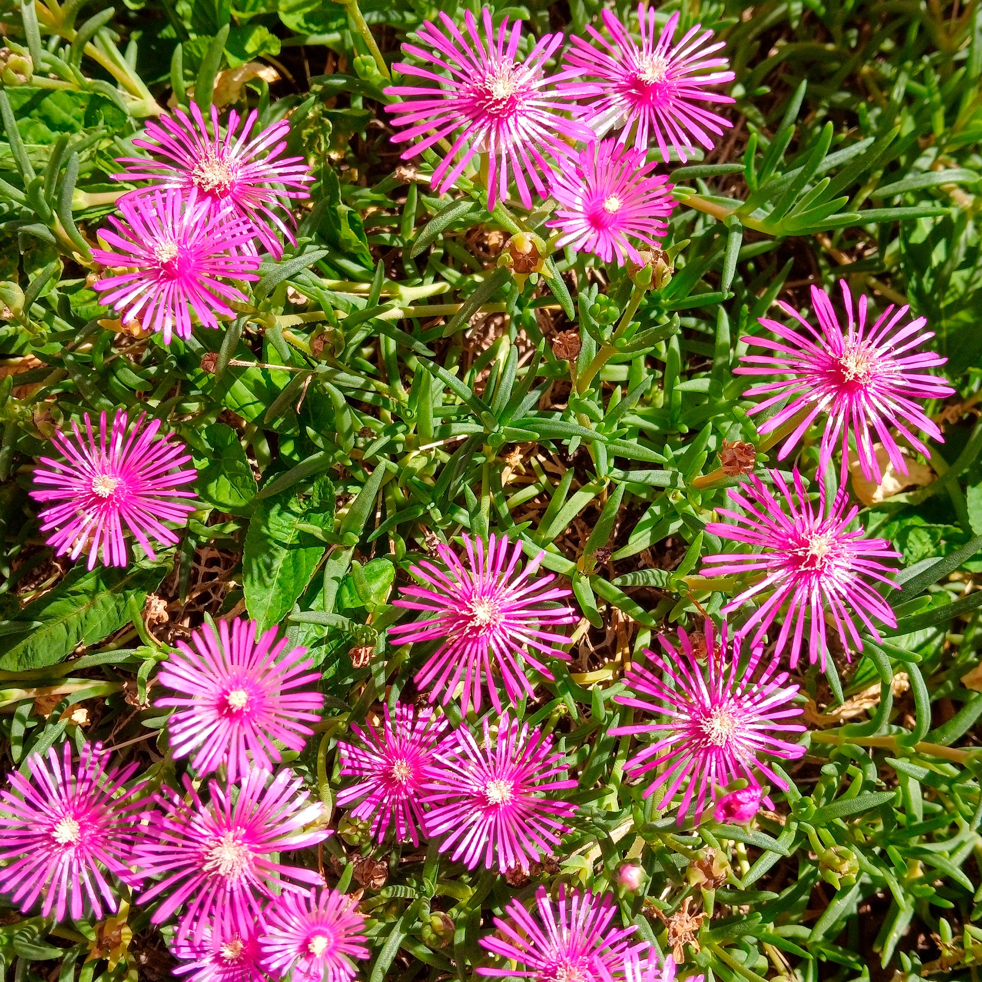 Delosperma cooperi - Stauden Mittagsblume - 