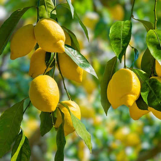 Zitronenbaum - Bakker