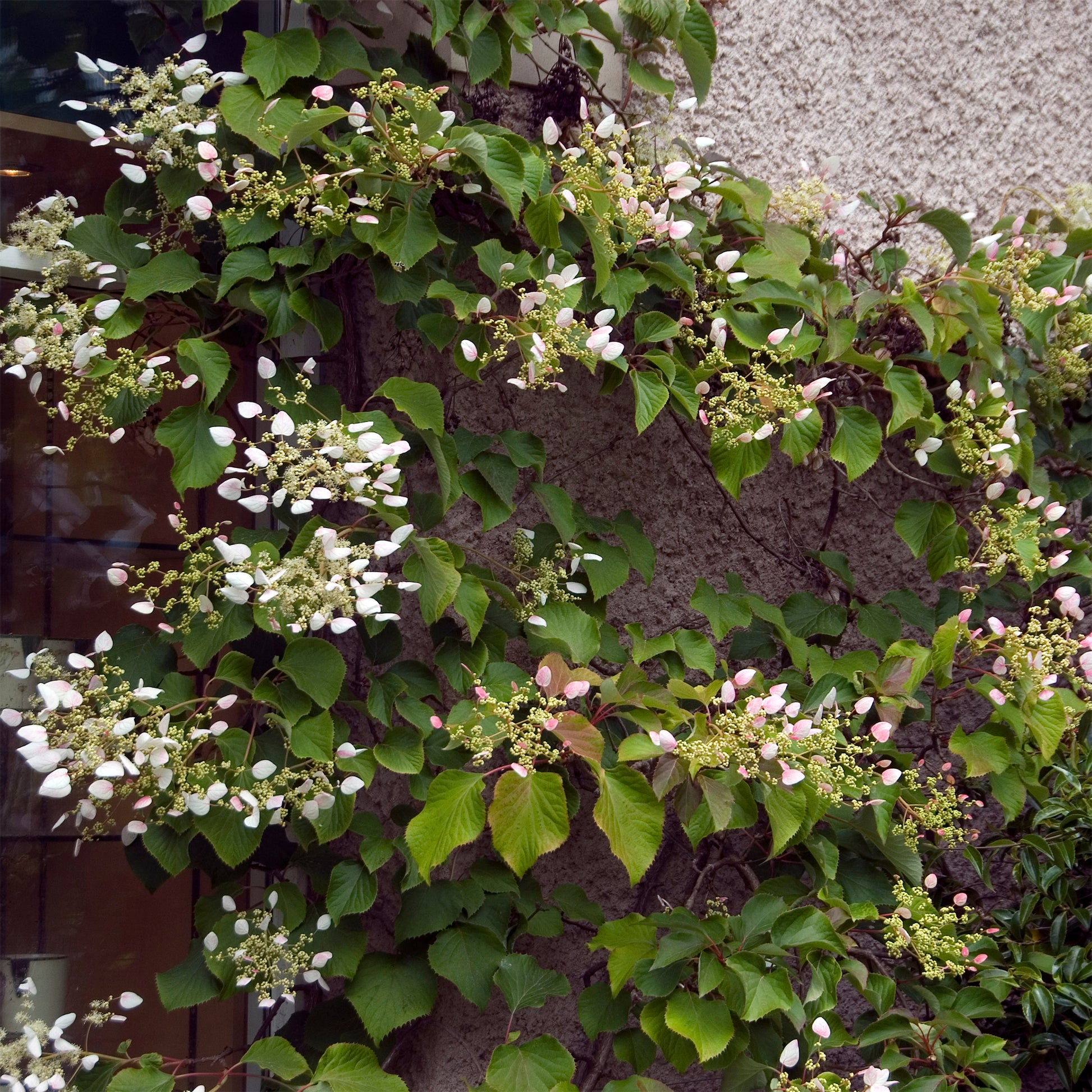 Spalthortensie - Schizophragma hydrangeoïdes - Bakker