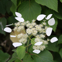 Kletterpflanzen - Spalthortensie - Schizophragma hydrangeoïdes