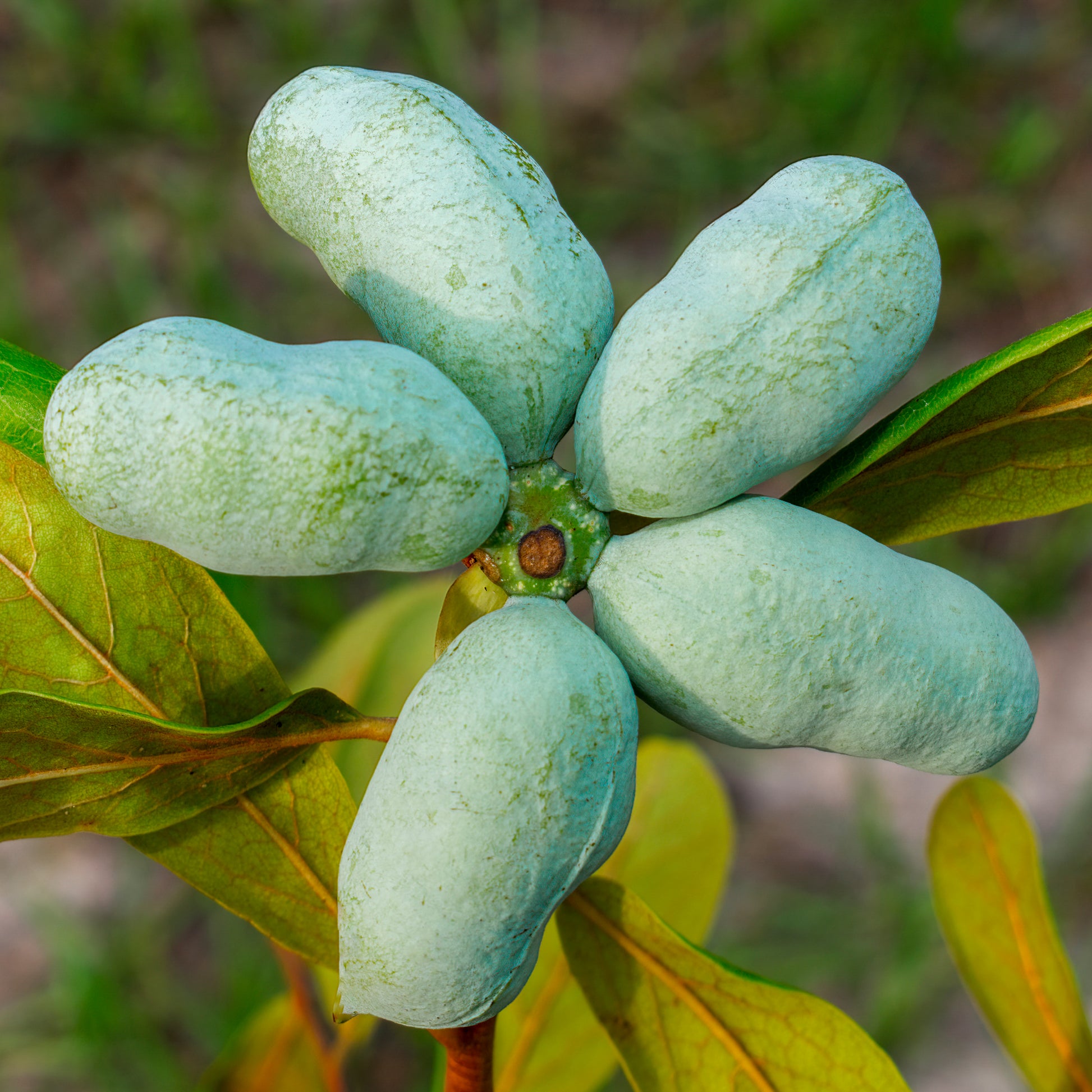 Exotische Obstbäume -  - Asimina Triloba Prima