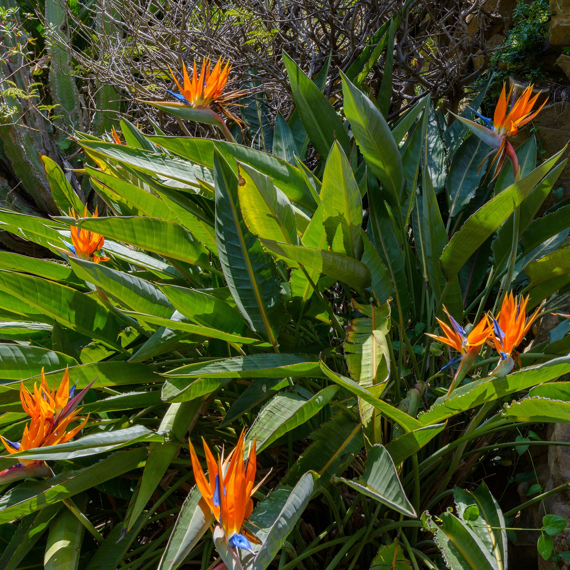 Paradiesvogelblume Strelitzia - Strelitzia reginae - Bakker