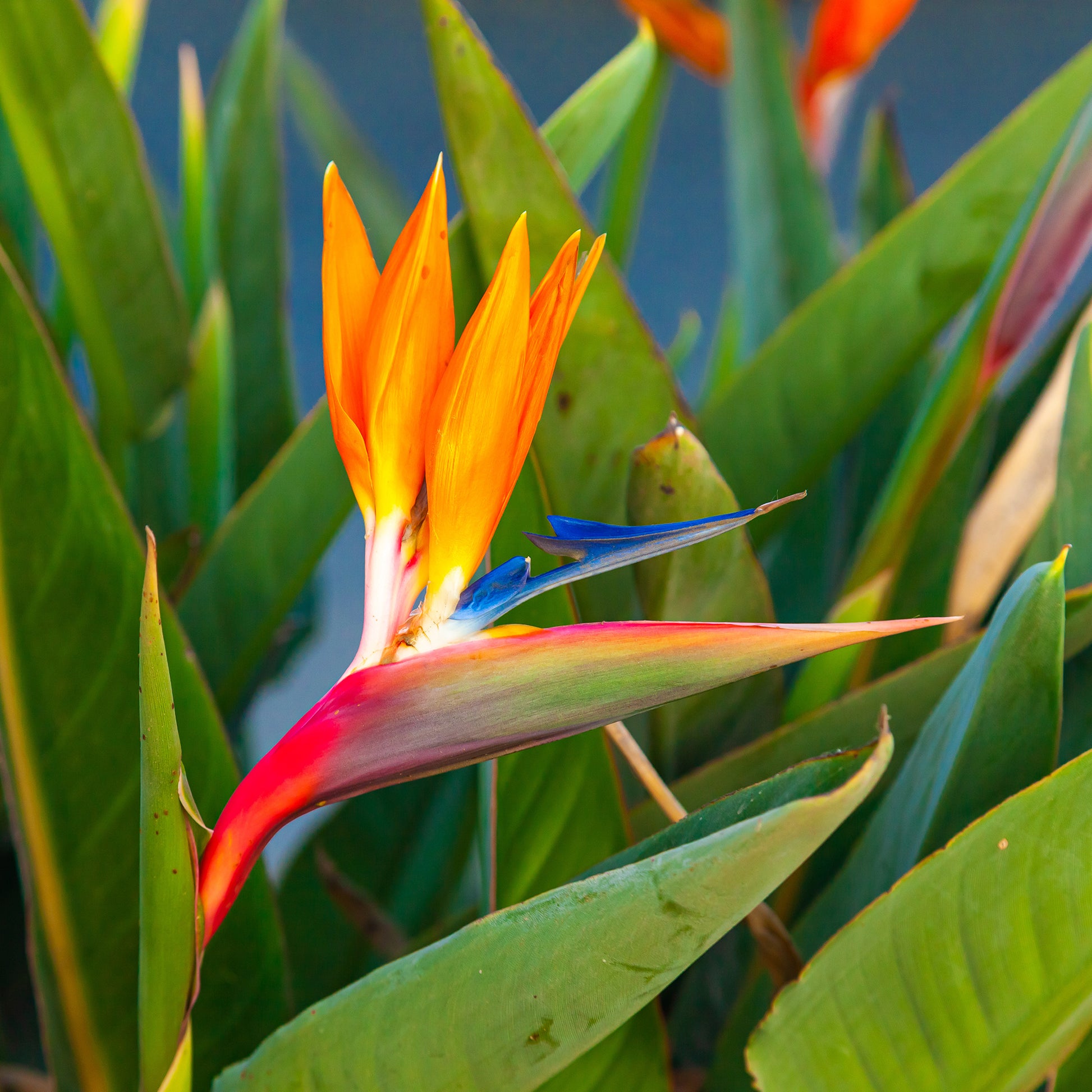Verkauf Paradiesvogelblume Strelitzia - Strelitzia reginae