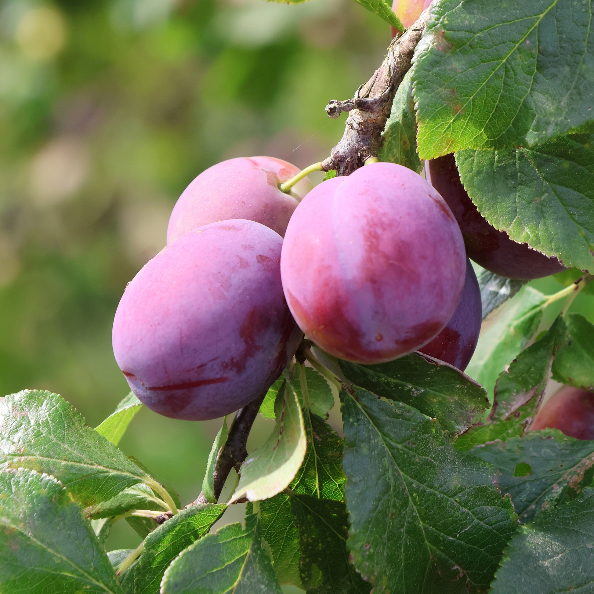 Pflaume Victoria - Prunus domestica victoria - Bakker