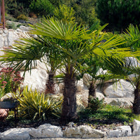 Die Zwerg-Chusan-Hanfpalme - Trachycarpus wagnerianus - Bakker