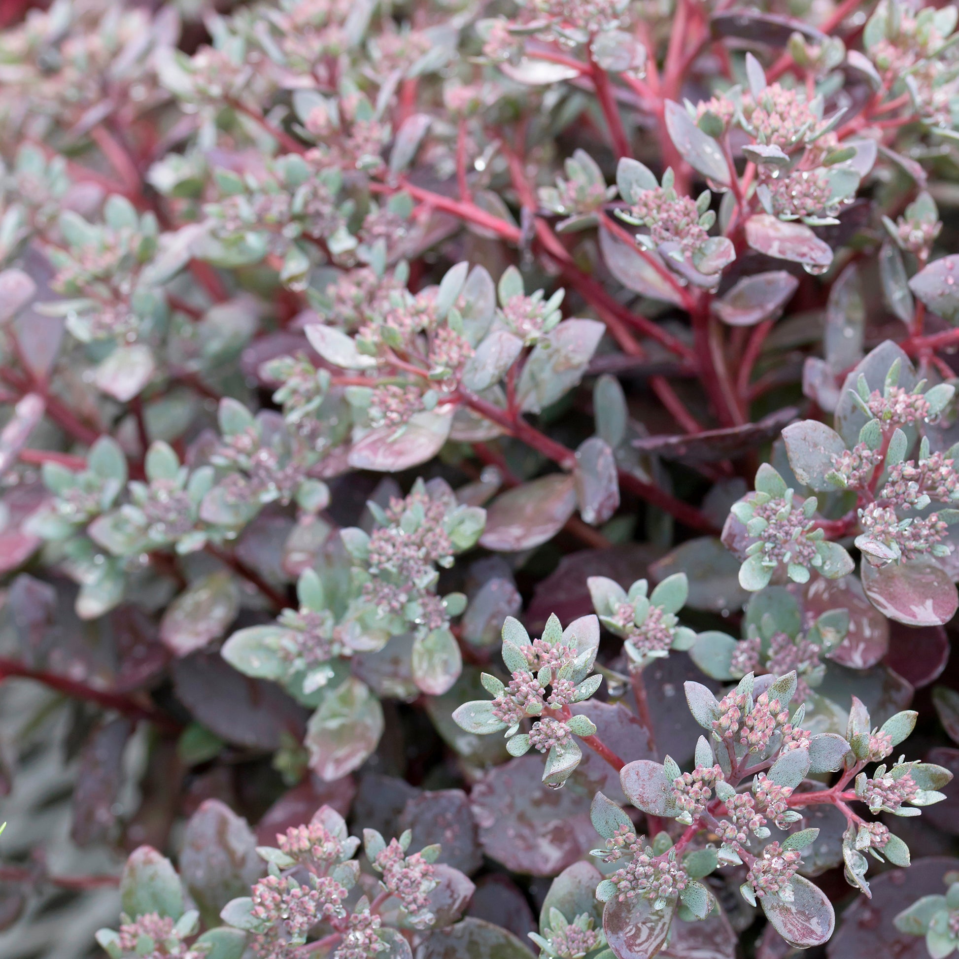 Fetthenne SunSparkler Dazzleberry - Sedum Dazzleberry - Bakker