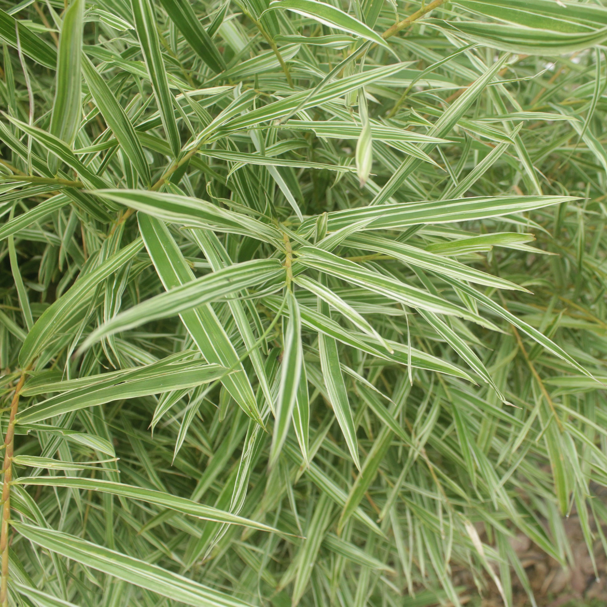 Pleioblastus fortunei variegata - Buschbambus (Pleioblastus fortuneii) - Bambus - Bambuseae