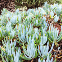 Blaue Strohhalme - Bakker