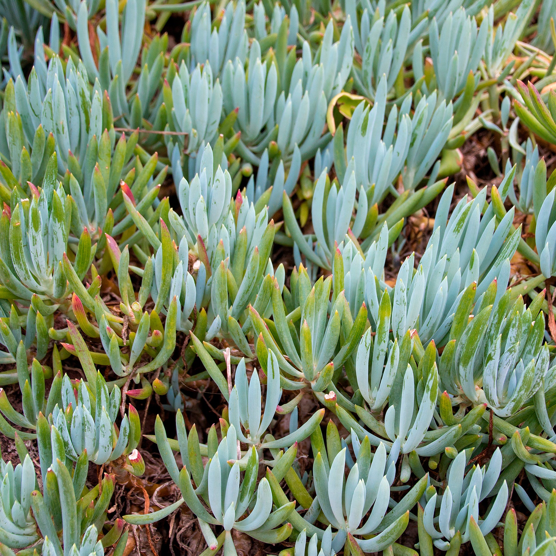 Blaue Strohhalme - Senecio mandraliscae - Bakker