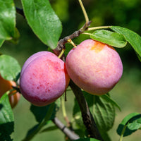 Pflaume Victoria - Bakker