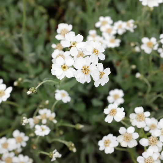 Dolden-Schafgarbe - Bakker
