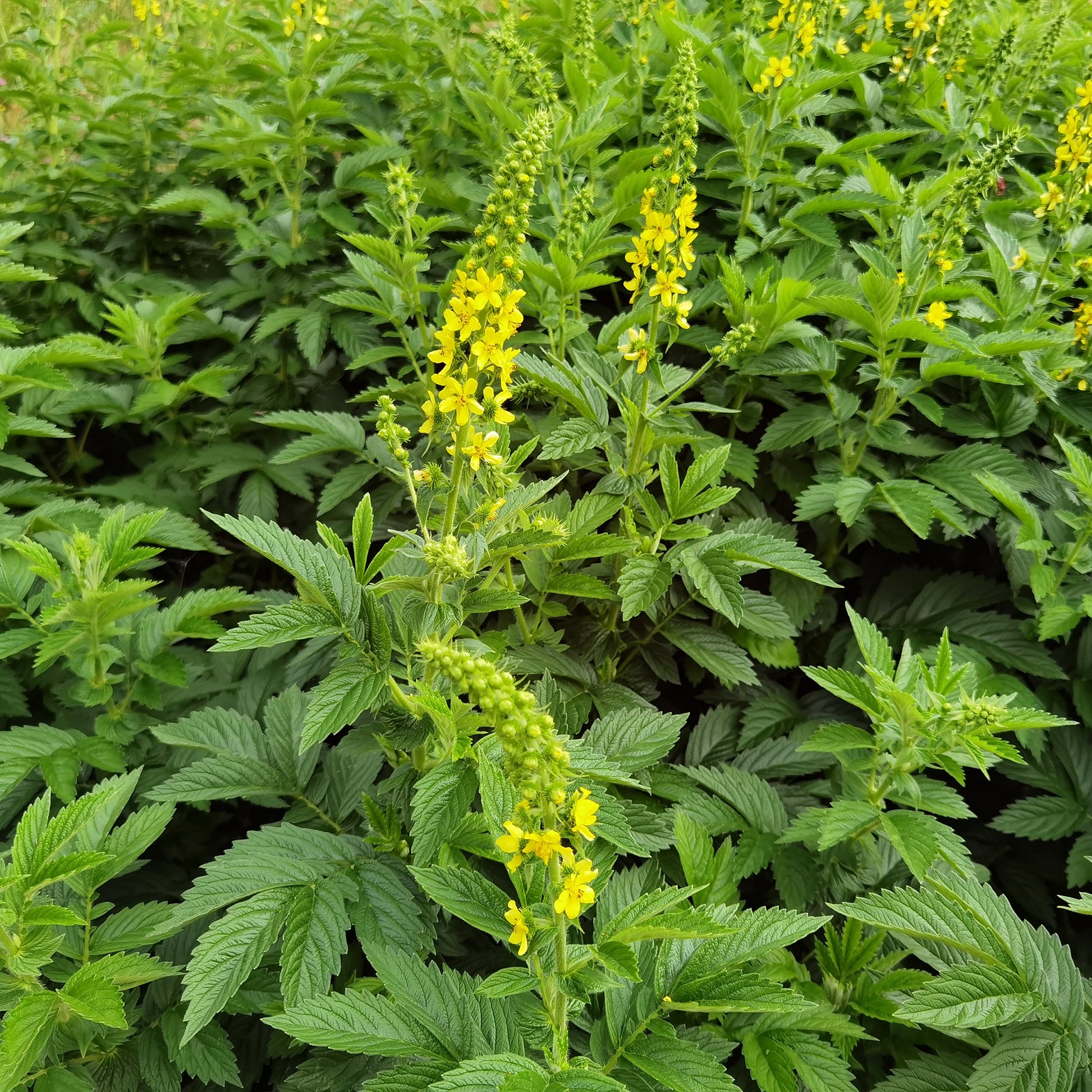 Gemeiner Odermennig - Agrimonia eupatoria - Bakker