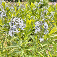 Blausternbusch - Bakker